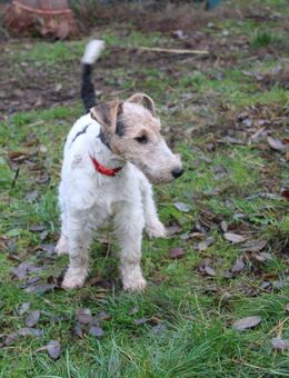 Drahthaar Foxterrier Welpen. #foxterrier. #hunde.#welpen - Steyerberg