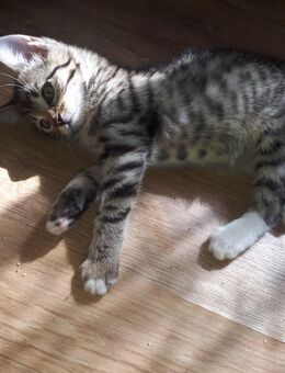 Baby Katze Sucht Neues Zuhause - Bottrop