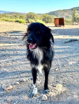 Rico freundlich und zugänglich - Haan