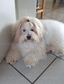 Wunderschöner Coton de Tulear Deckrüde in 31707