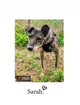 Sarah bereits in Deutschland - Weyhe