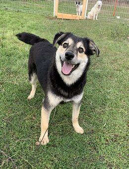 Kleiner Vince sucht neuen Wirkungskreis - Kleinostheim