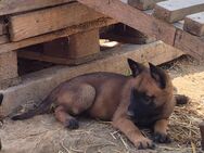 Malinois Welpen - Vilshofen (Donau)