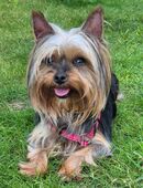 Nolly - Yorkshire-Terrier - 6 Jahre - Tierhilfe Franken e.V. in 91207