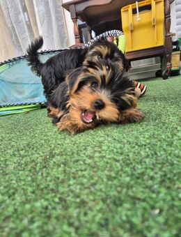 Yorkshire Terrier Welpen – Liebevoll & bereit für ein neues Zuhause - Detmold