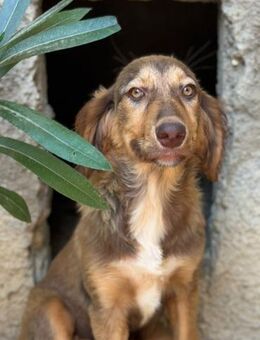 Dilos will die Welt sehen - Beckingen