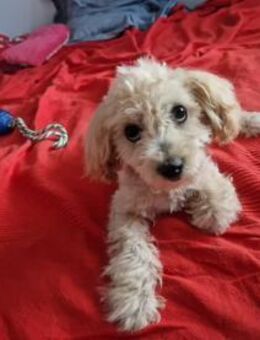 Dora; kleine, flauschige Kämpferin - Geilenkirchen