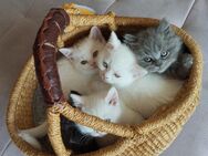 4 BKH Kitten suchen neue zu Hause - Petershagen