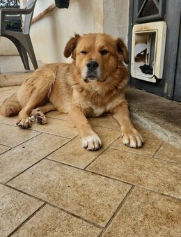 Laika 💚💚💚 lieb und kontaktfreudig - Bad Karlshafen