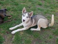 Sibirische Husky Welpen - Ludwigslust