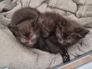 Kitten aufgrund von ungeplantem Zuwachs abzugeben - Groitzsch