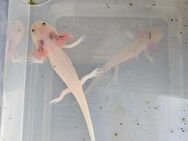 Axolotl Jungtiere - Oßling