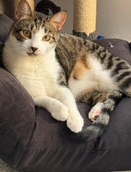 Europäische Kurzhaar Katze zum abgeben - Düsseldorf