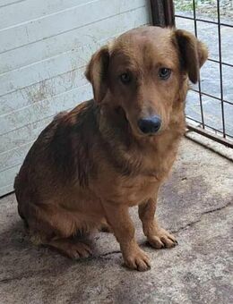 BEN - verspielt, kinderlieb, offen - Linden (Hessen)