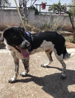 🥰 TONI 🥰 - ZUM KNUTSCHEN! - Alfeld (Leine)