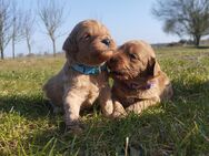 Labradoodle Welpen - Sandau (Elbe)