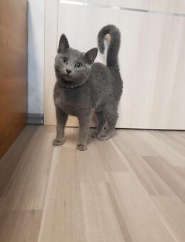 Reinrassiges Russisch Blau Kitten Männchen - Kalletal