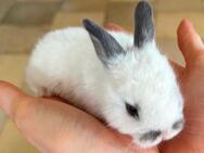 Liebevolle Babyhasen / Kaninchen - Egenhofen