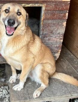 CELIA - lebensfrohe,verspielte Gefährtin - Korschenbroich