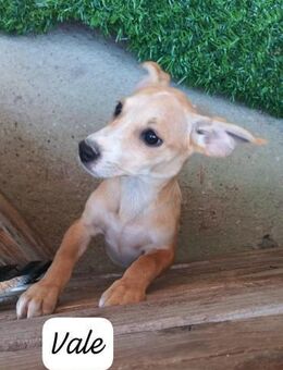 Vale 💛💛💛 kleines Hundegirl - Bad Karlshafen