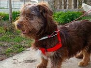 Berti - Rauhaardackelmix sucht Liebe - Kassel