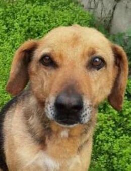 Perry - benötigt dringend Unterstützung - Mettmann