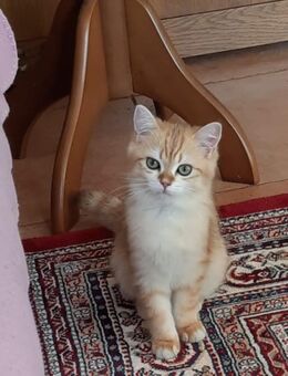 BKH. Britisch Kurzhaar Kater für 600 Euro. - Verl Verl