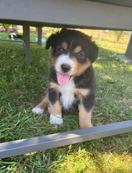 Australian Shepherd Welpen - Rabenau (Hessen)