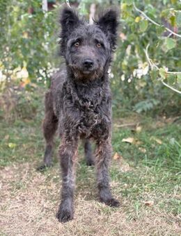 Zelmira sucht ein liebevolles Zuhause - Heinsberg