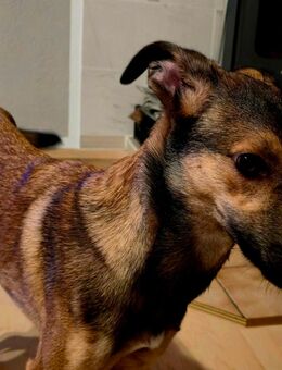 Aktivierender Mischlings-Junghund (ca. 7 Monate, 50 cm) sucht bewegungsfreudiges Zuhause - Fröndenberg (Ruhr)