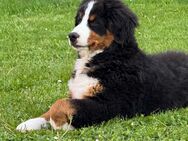Berner Sennenhund welpe - Wetzikon ZH