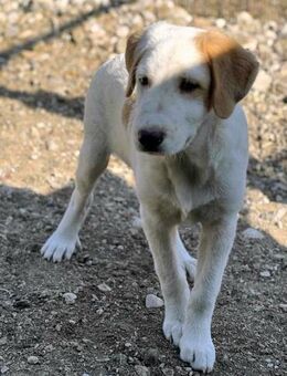 Jacob wünscht sich liebevolle Menschen - Oberhausen
