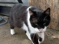 Junger Kater Felix sucht das Glück 🍀 - Stelle