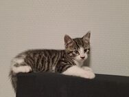 Kitten Weibchen - Gronau (Westfalen)