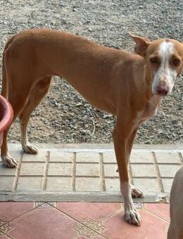 MIA, Podenco, geb. 10/2021 - Heidenrod
