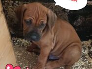 Rhodesian Ridgeback Welpen - Bad Langensalza