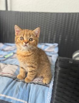 BKH Kitten baby - Offenbach (Main)