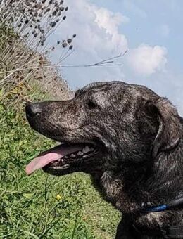 Archie -Hilferuf einer armen Seele - Dreikirchen