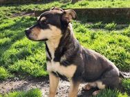 Kayla - kleines Mädchen-großes Herz - Grevenbroich