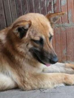 Cashmere - sanfter Rüde sucht Körbchen - München