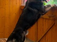 Deutscher Schäferhund - Gommern Dannigkow