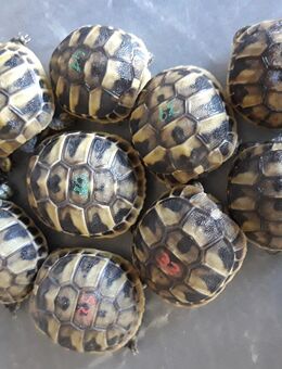 VERKAUFT Griechische Landschildkröten thb 2024 - Spiegelau