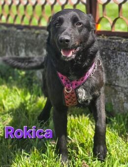 Rokica - freundlich und aufgeschlossen - Linden (Hessen)