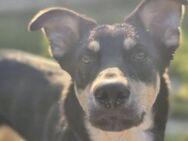 Wunderschöne Nika❤️sucht ihr Zuhause - Rott (Inn)