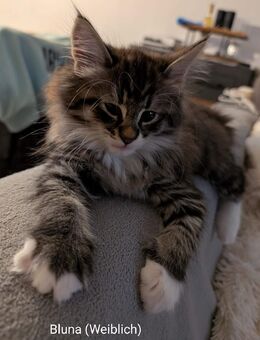 Norwegische Waldkatze / Maine Coon Mix - Heckelberg-Brunow