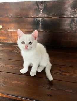 🐾 Wunderschöne Khao Manee Kätzchen suchen ein liebevolles Zuhause 🐾 - Bobenheim-Roxheim