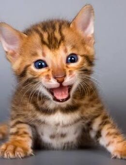 Wunderhübsche Reinrassige Bengal Kitten mit XXL Rosetten - Bad Oeynhausen