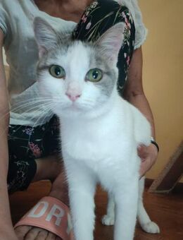 Katzenmama Mila - Ellerbek