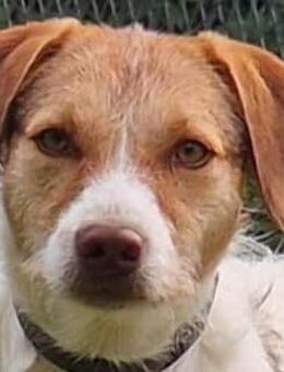 Trina - die Unschudige - Süderbrarup