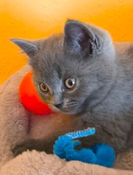 Bkh Kitten - Heddesheim